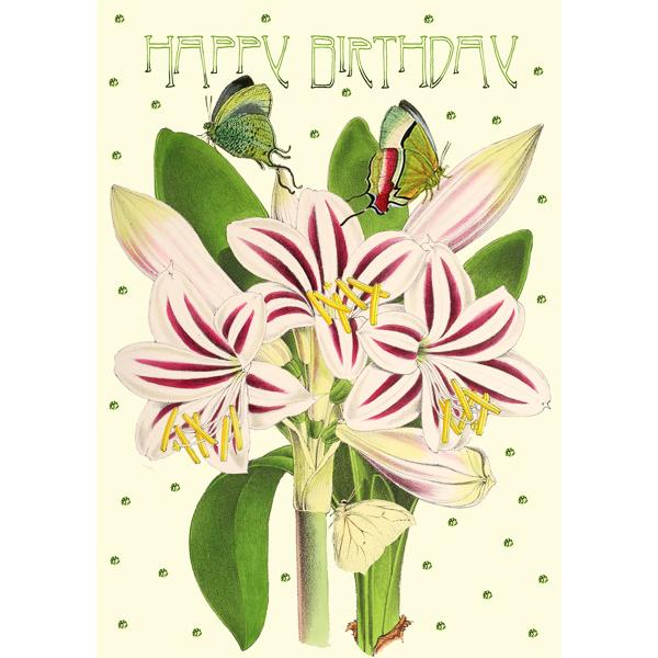 glückwunschkarte amaryllis madame treacle blume grußkarte karte billet opulent elegant onlineshop große riesige auswahl